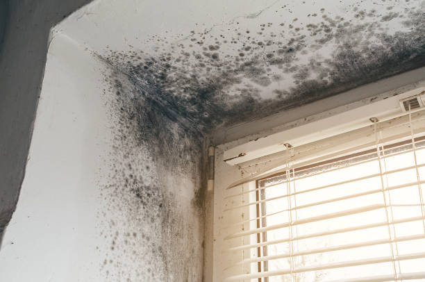 Affordable Hvac And Air Duct Mold Remediation solutions in East Boston, MA